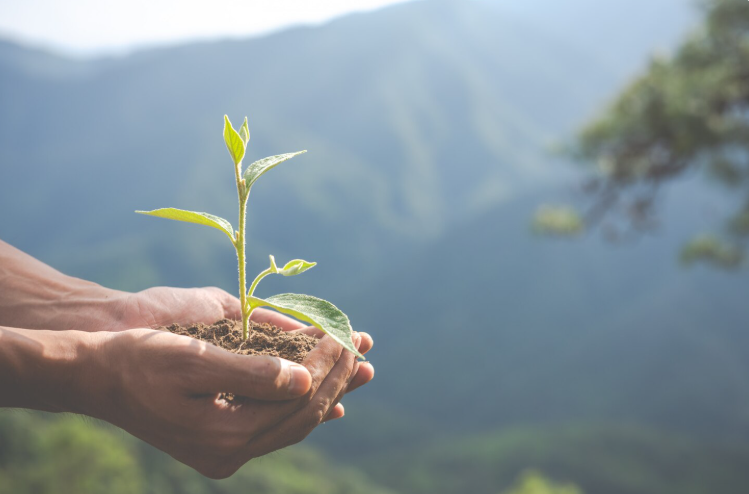Manos sosteniendo una planta joven con tierra, simbolizando la sostenibilidad ambiental, la compensación de la huella de carbono y el compromiso con la protección del entorno natural.