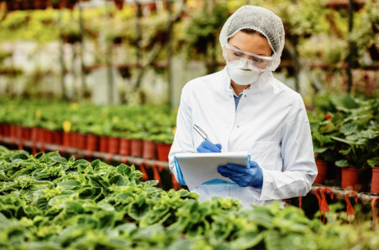Técnica de seguridad alimentaria realizando inspección y control de calidad en plantas durante la implantación del sistema de gestión IFS Food.